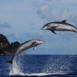 Whale and Dolphin Watching