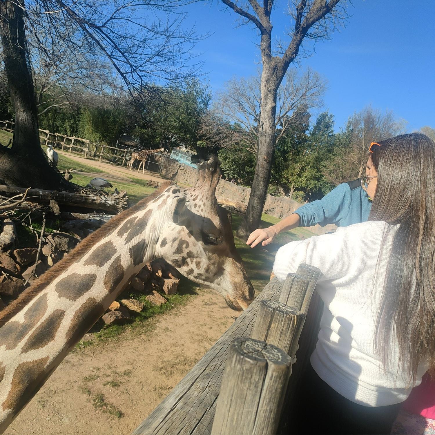 Feeding giraffe at Fort Worth zoo with Benjamin, the giraffe is Nina’s favorite animal now!