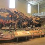 Carnegie Museum of Art and Natural History