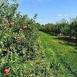 Linvilla Orchards