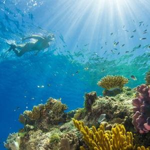 Snorkle In The Great Barrier Reef