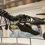 Museum of Texas Tech University