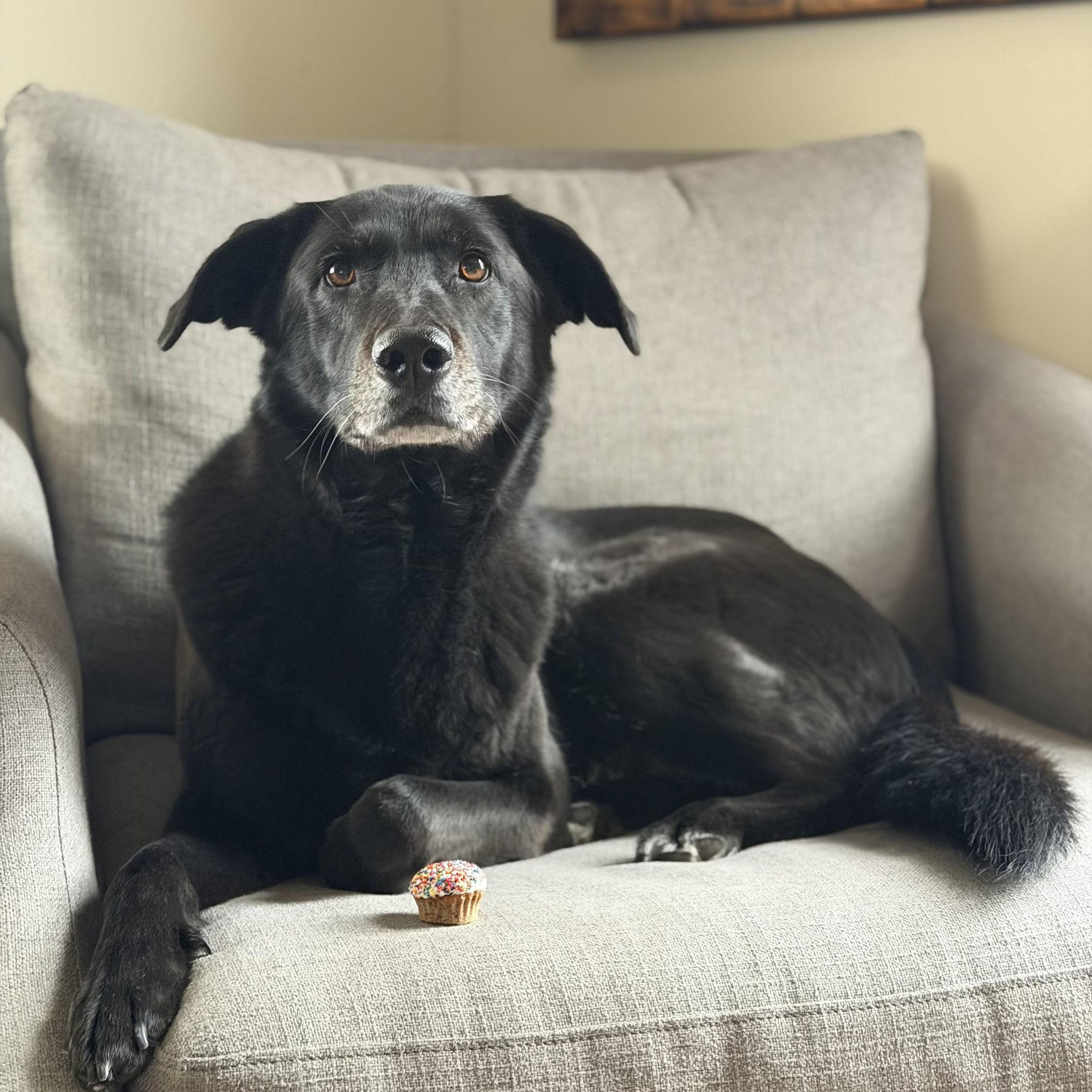 Maeve's most recent gotcha day