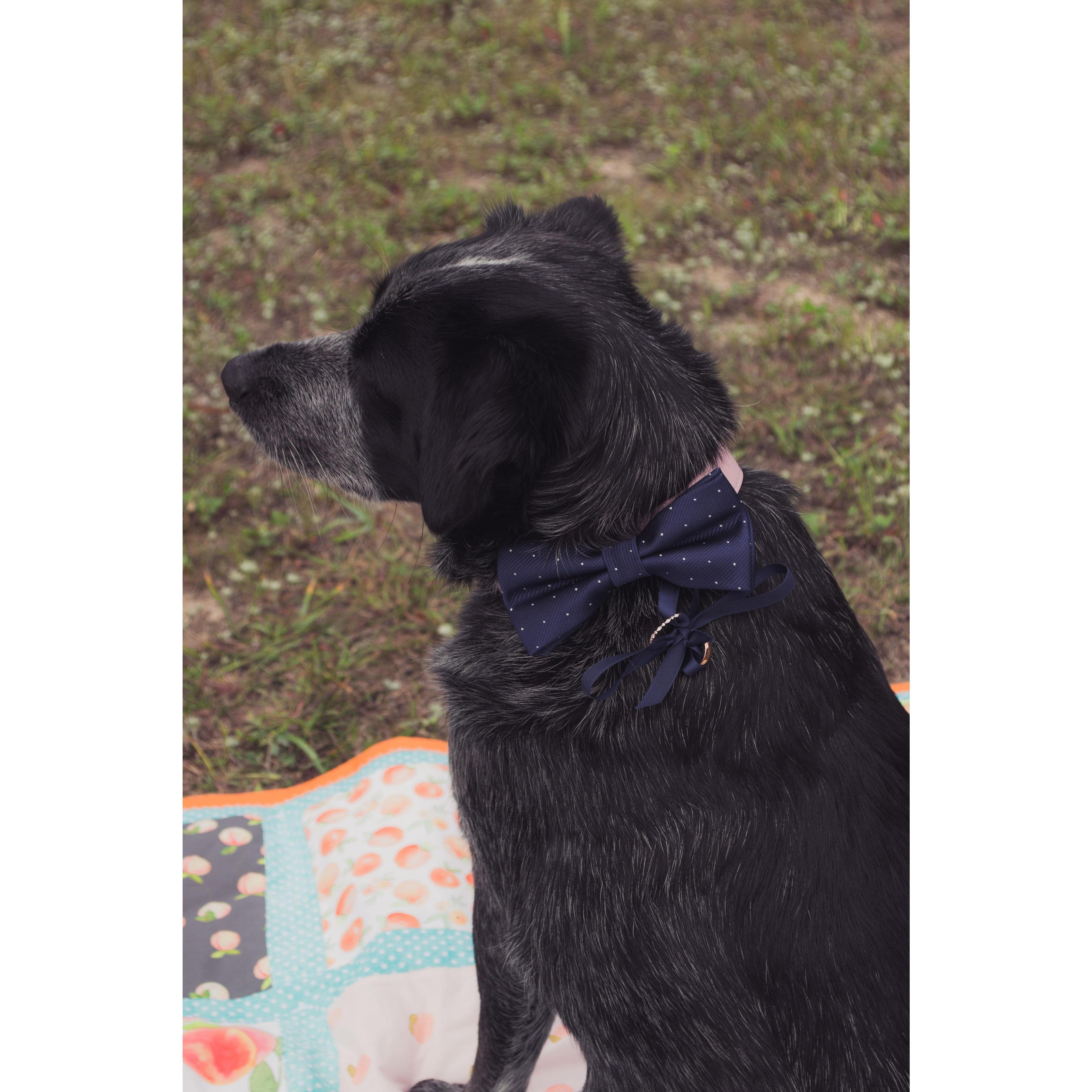 The ring bearer in his bow tie.