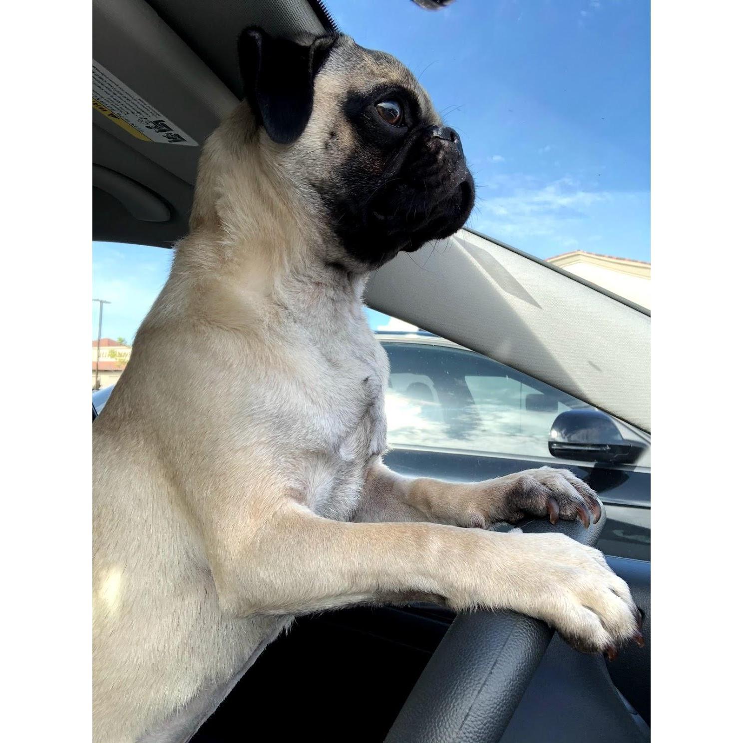 Wilson driving 2018