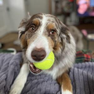 Year's Supply Of Pet Treats for Maple