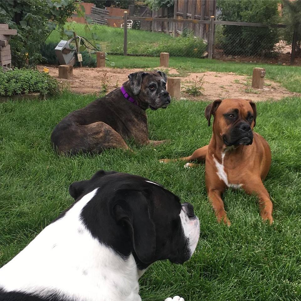 Our doggies! Granny, Ripley and Lynyrd