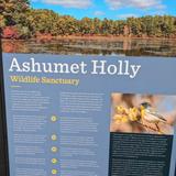 Mass Audubon's Ashumet Holly Wildlife Sanctuary