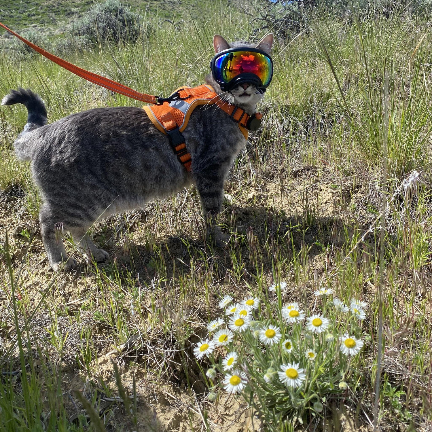 Smokey loves the trail at Petrified Tree Recreation Area outside of Buffalo