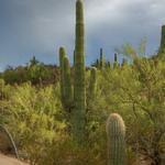 Desert Botanical Garden