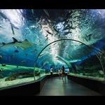 Shedd Aquarium