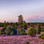Lüneburger Heide