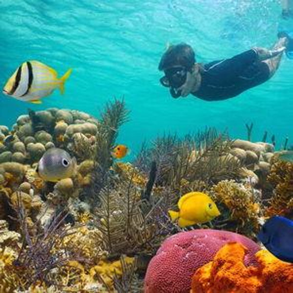 Snorkeling For Two - Venmo only