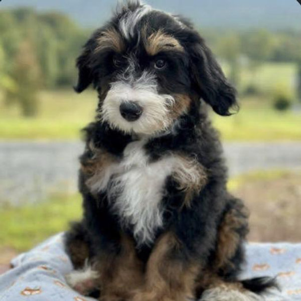 Our Mini Bernadoodle Puppy Fund (Venmo)