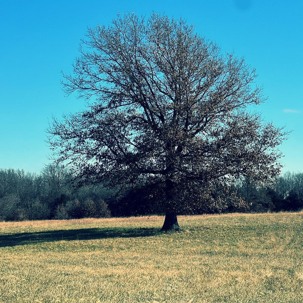 Future Homestead - To be Invested