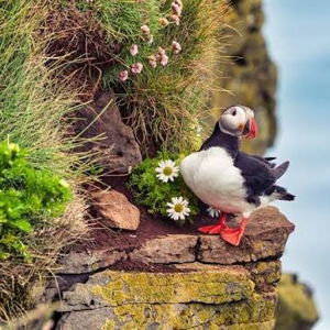 [Honeymoon Fund] A Boat Ticket to see Whales and Puffins on the Snaeffelus Penninsula
