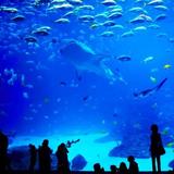 Downtown Aquarium