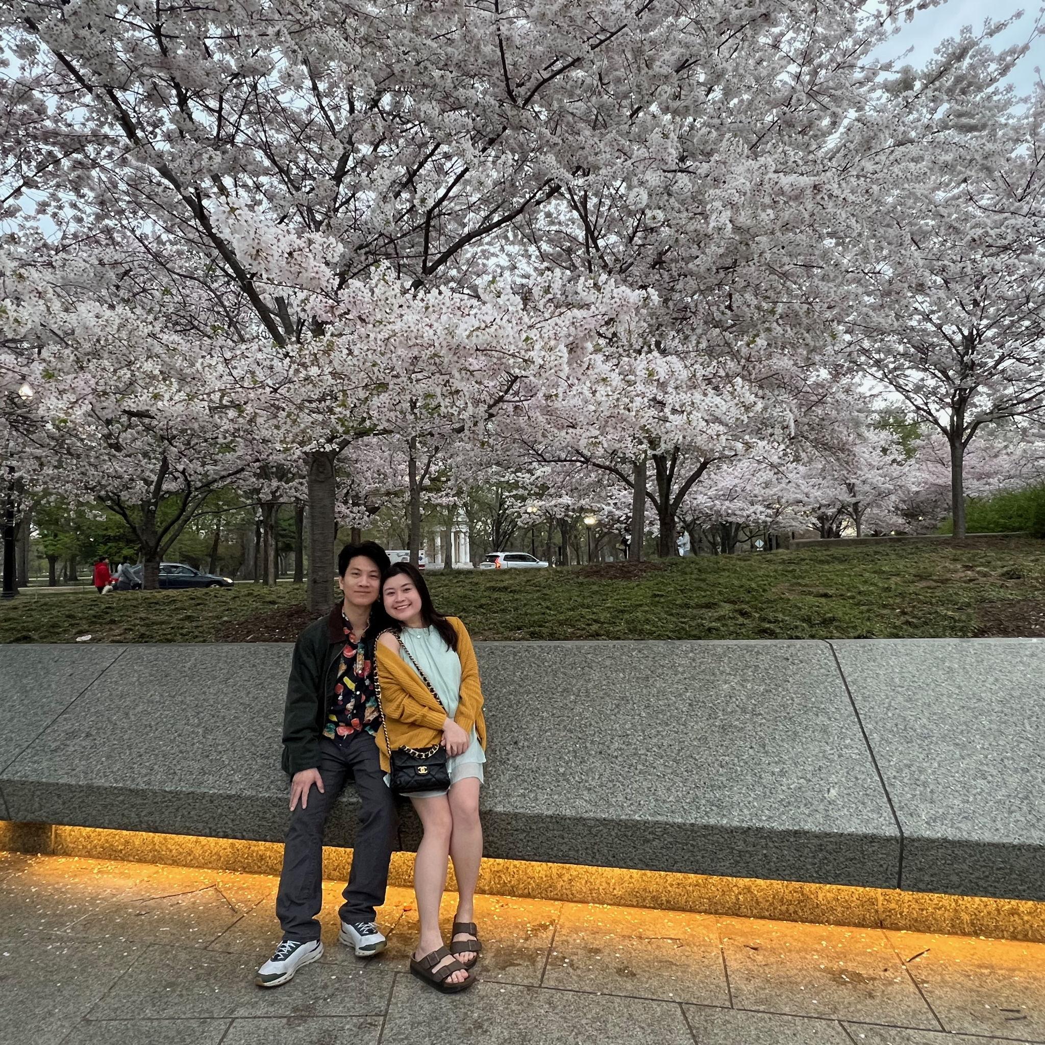 Cherry blossom season