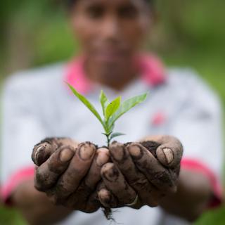 Donation to an Environmental Charity