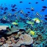 Puerto Morelos Reef Snorkeling Tour with Lunch