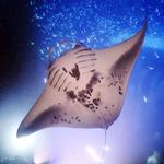 🌊 Meet the manta rays of the Kona Coast of Hawaii