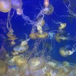 Aquarium of the Pacific