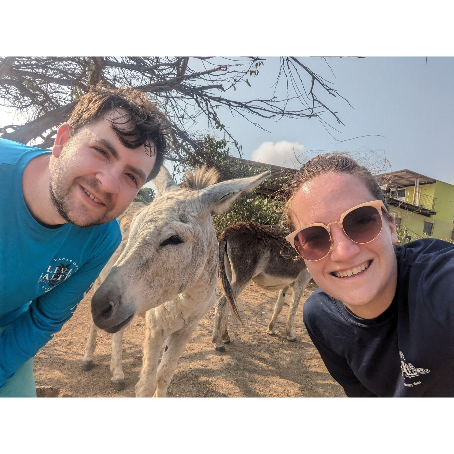 Aruba and DONKEYs!