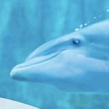 Clearwater Marine Aquarium