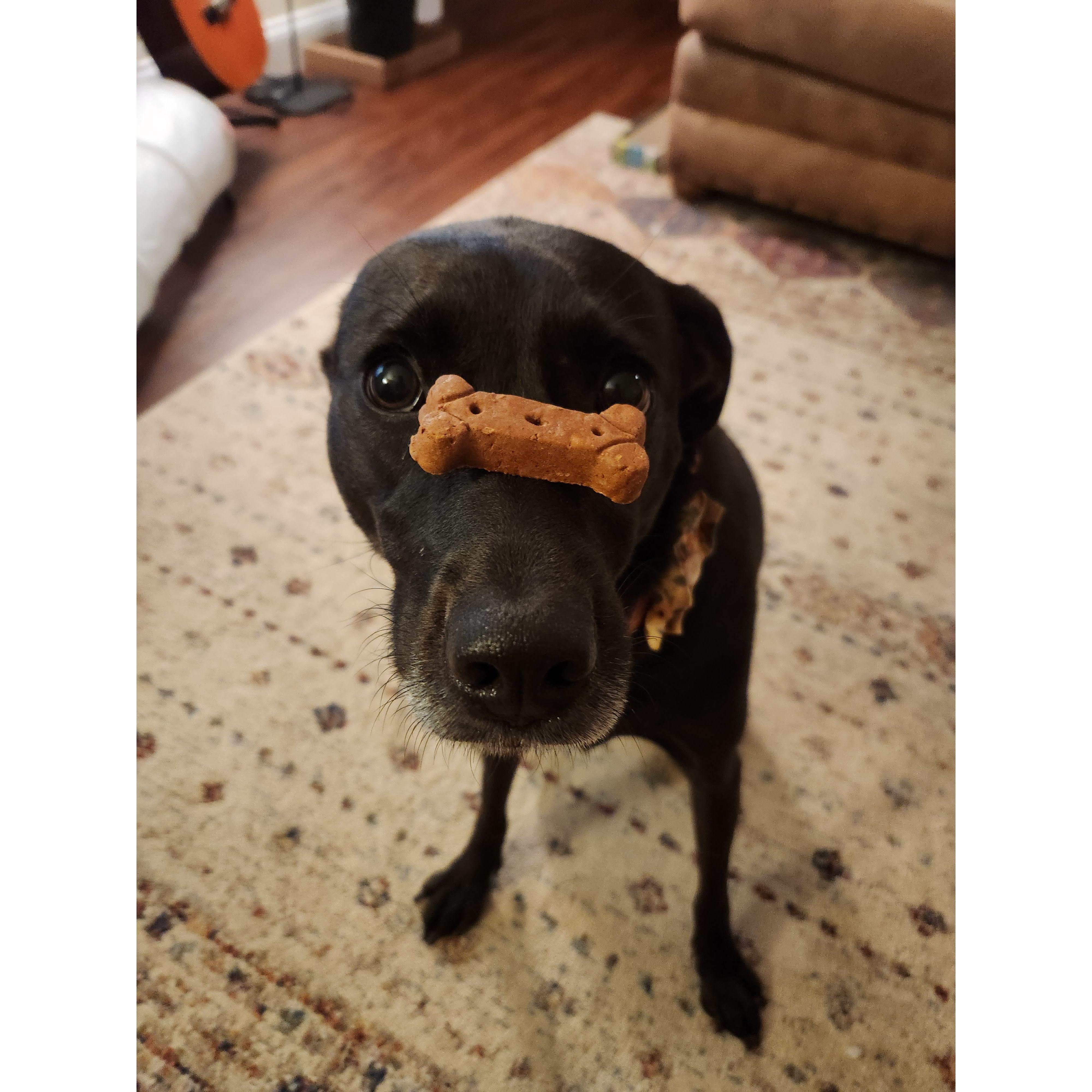 Bella being a good girl and waiting for her treat:)