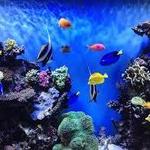 Monterey Bay Aquarium