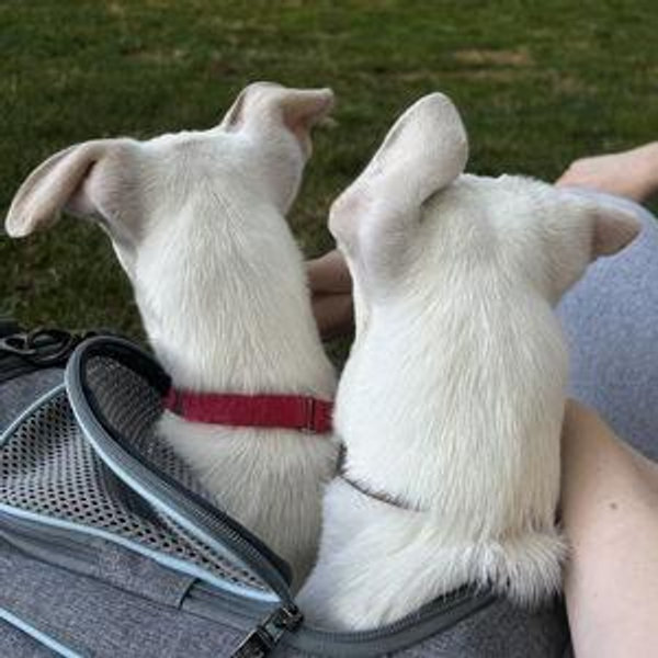 Donation to Muddy Paws Rescue