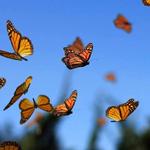 The Butterfly Atrium at Hershey Gardens