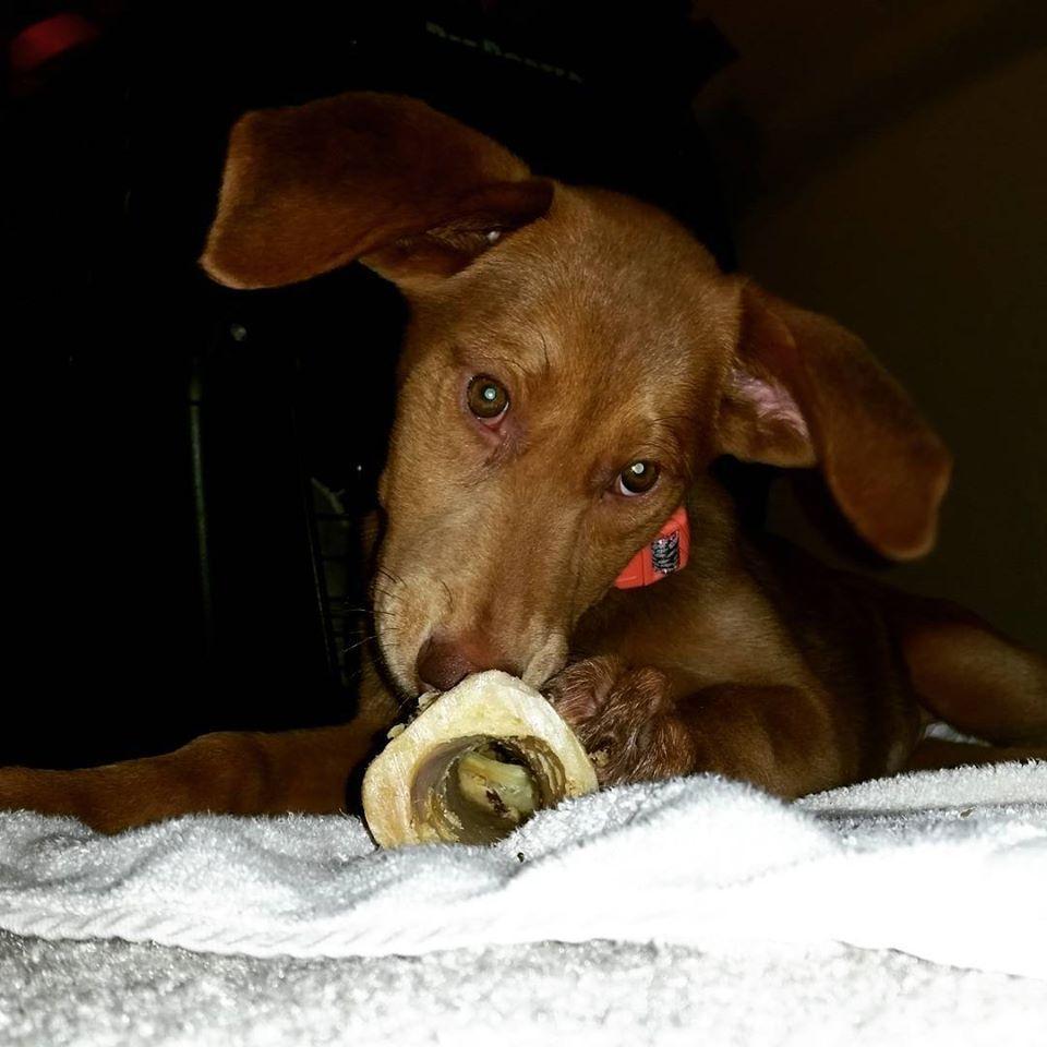 Our girl, Leia, on the day we brought her home. July 2015