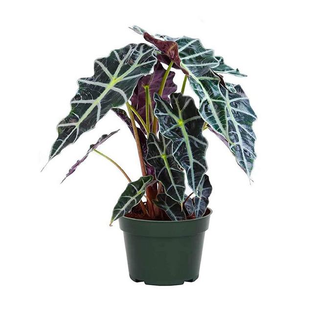 American Plant Exchange Alocasia Polly African Mask Amazon Shield Live Plant, 6" Pot, Eye Catching Indoor Air Purifier