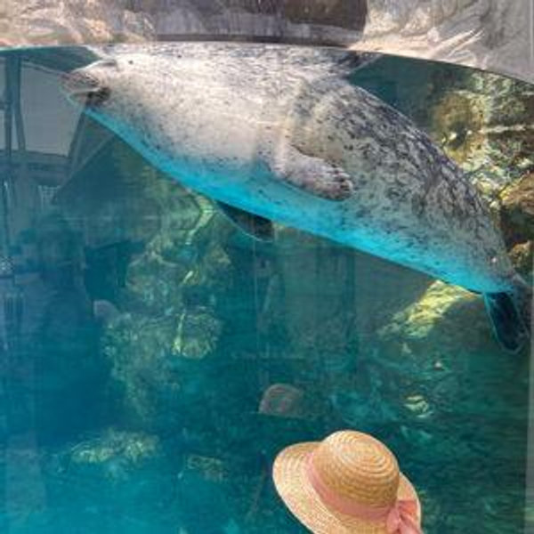 Aquarium Tickets 🐠