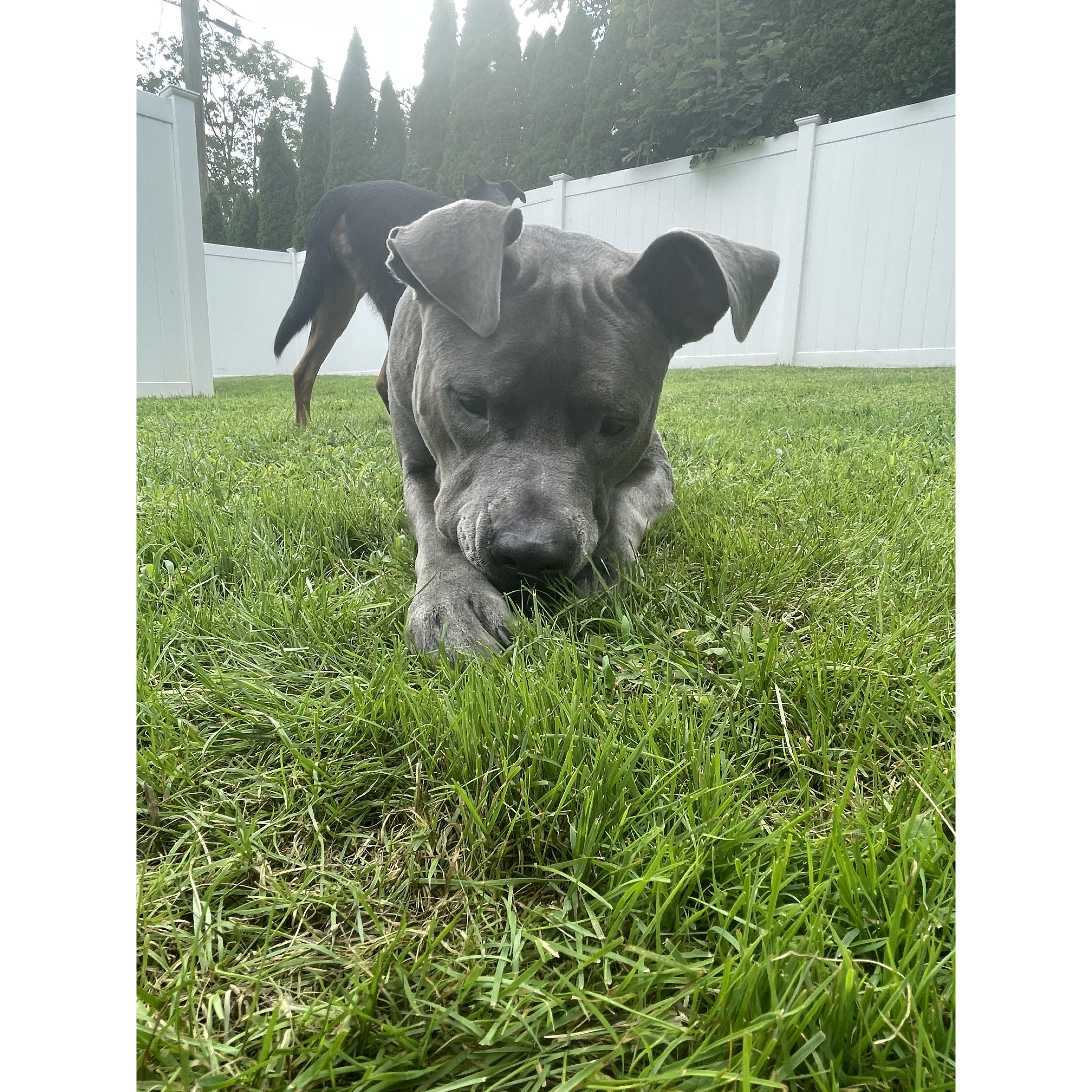 Mom can I eat rabbit poop pleaseeeee?