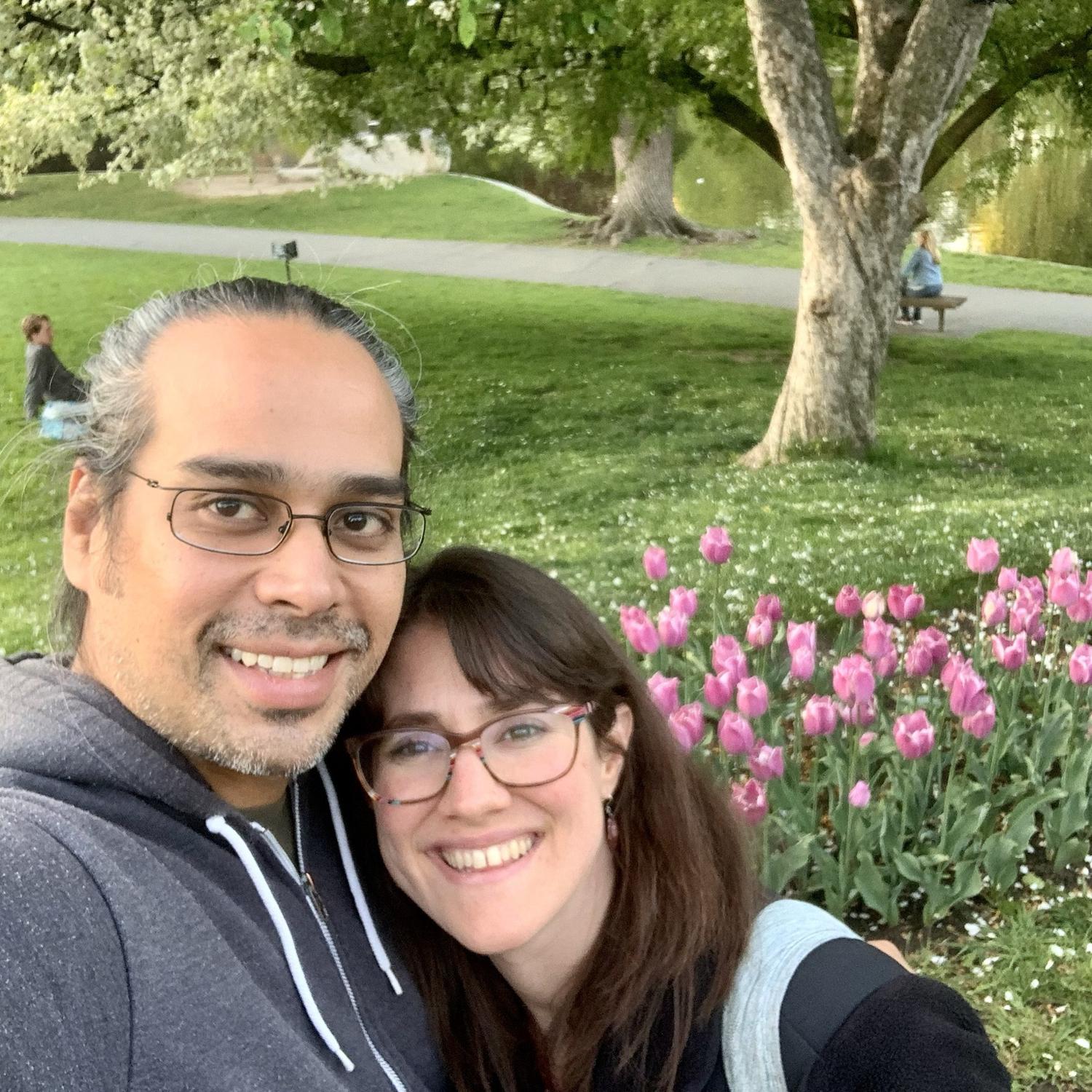 Tulips in bloom in the Boston Public Garden