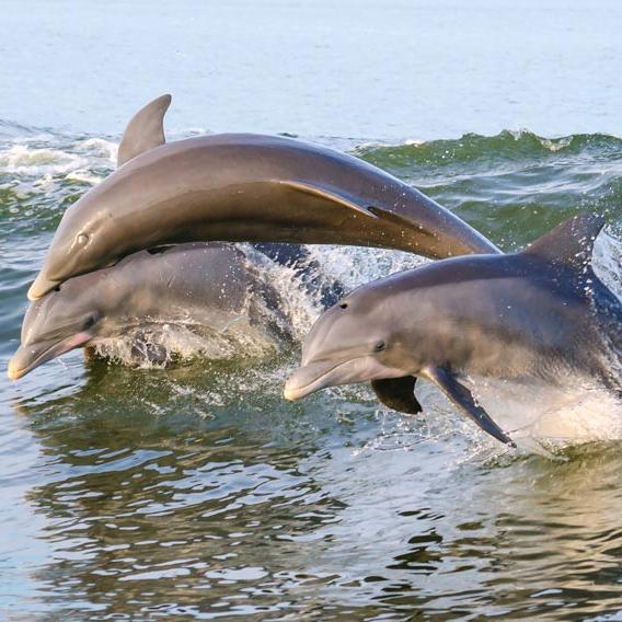 Tybee Island Sunset Dolphin Tour