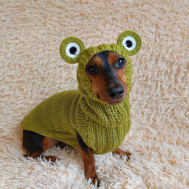 Frog the Dog