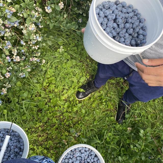 Day Trip: Blueberry Picking