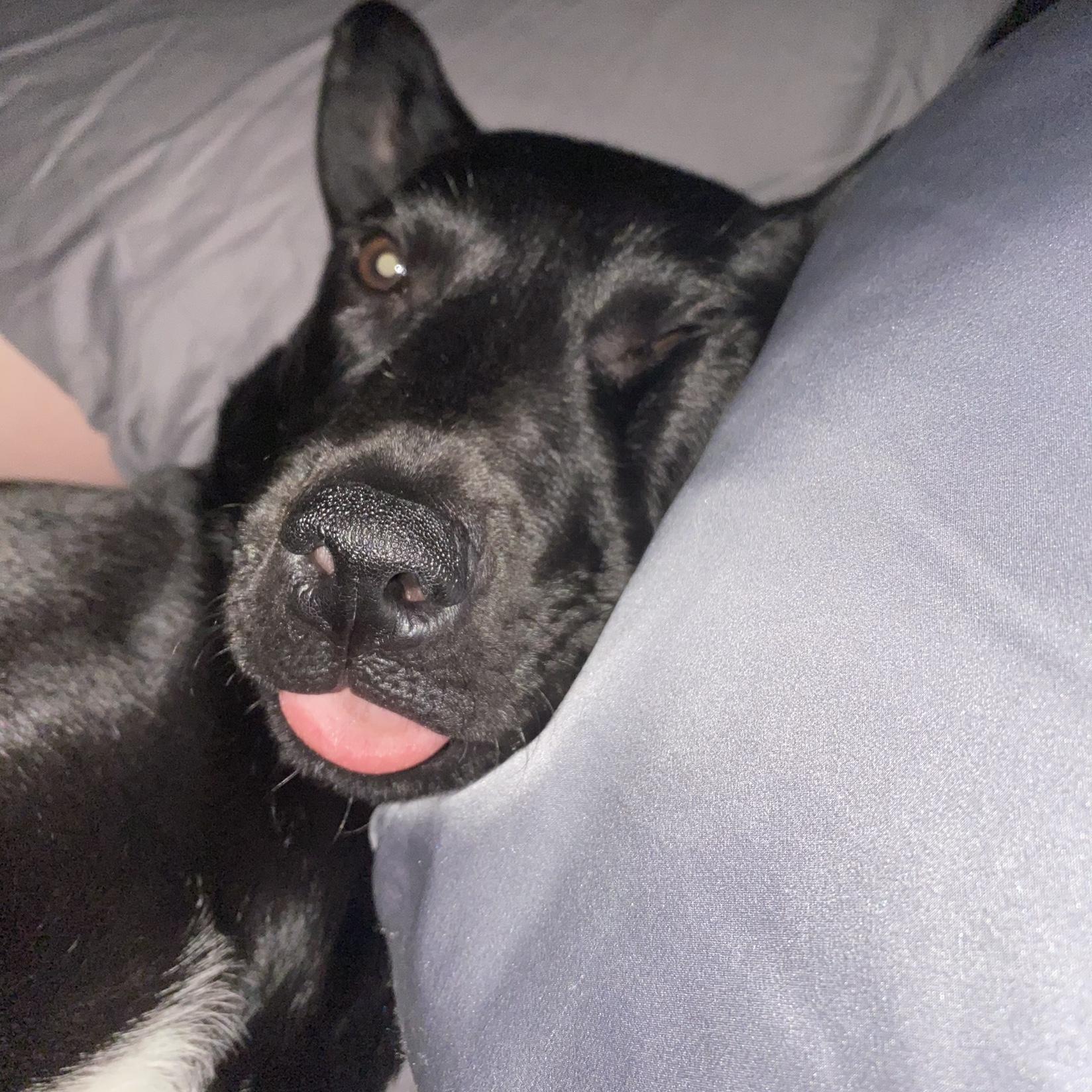 Maru's first night sleeping in the bed