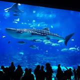 Georgia Aquarium