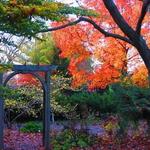 Luthy Botanical Garden