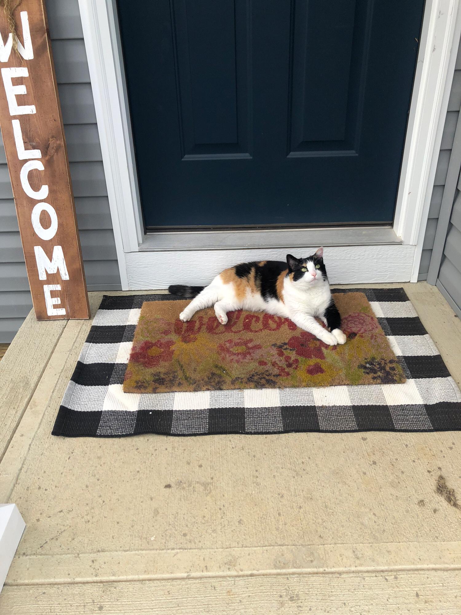 Our kitty Lexi!