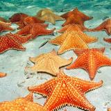 Saona Island