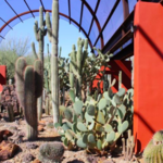 Desert Botanical Garden