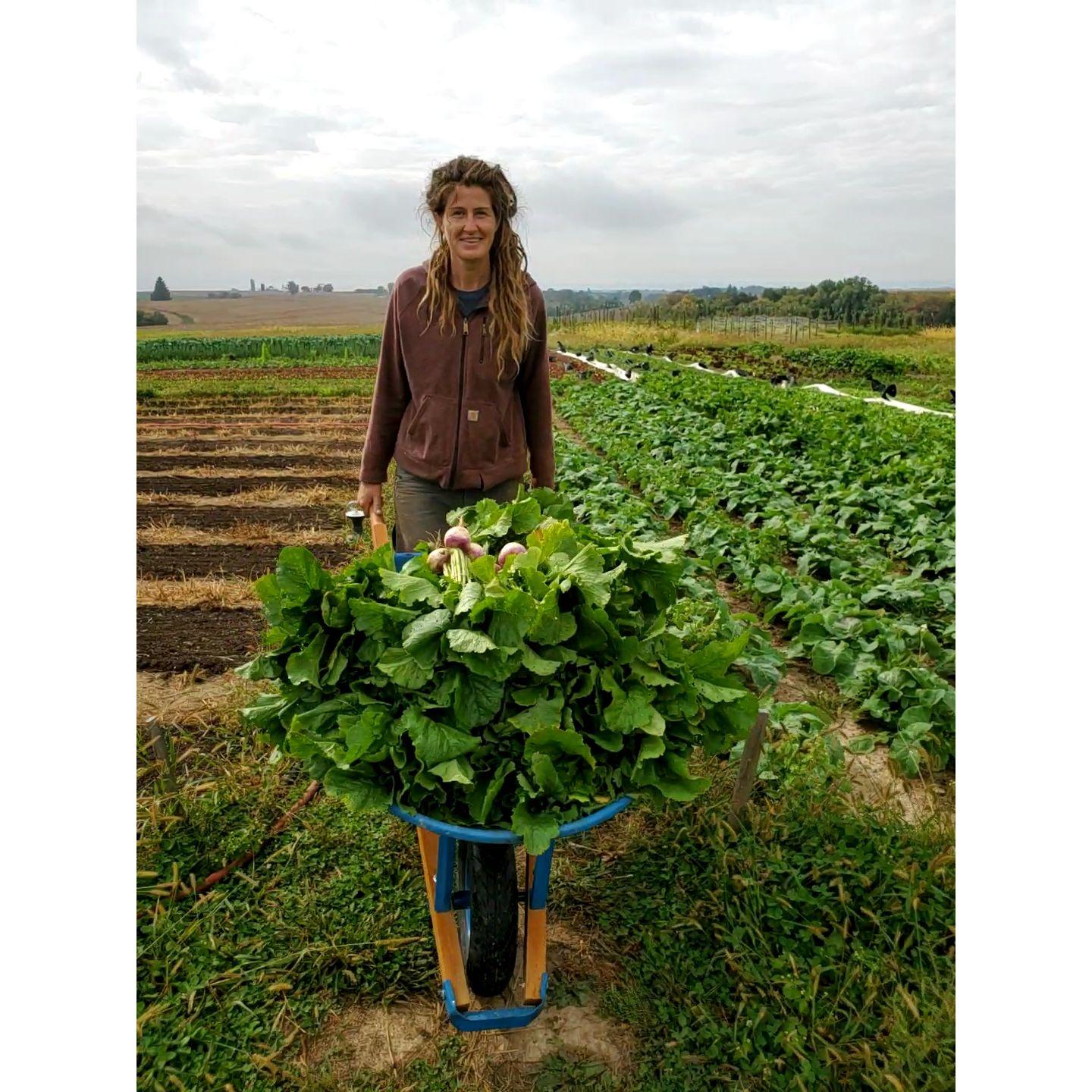 Ash harvesting turnips (3rd year)