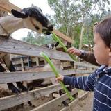 Tilden Little Farm
