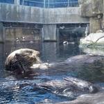 Monterey Bay Aquarium