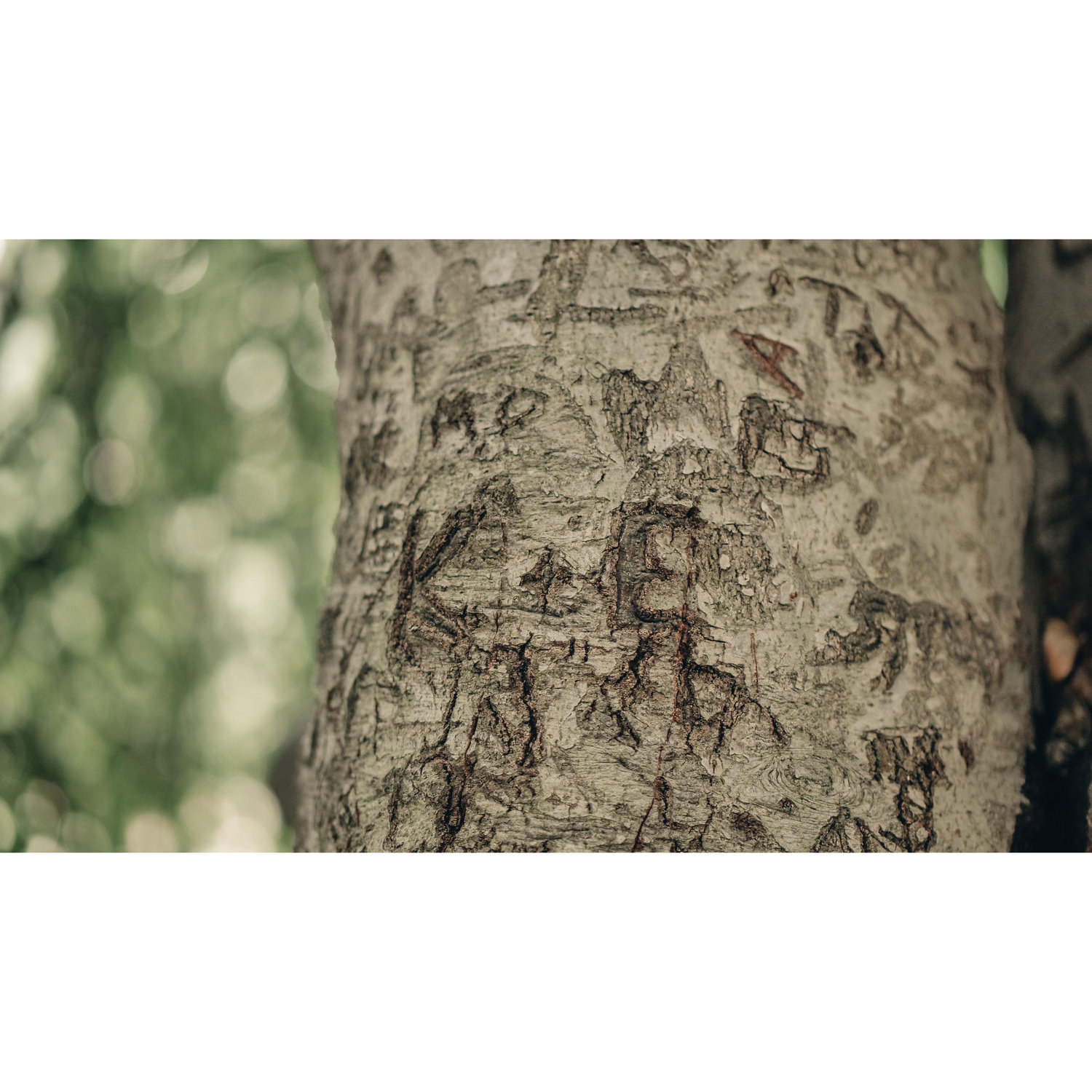 In 2020, Kent carved our initials into this willow tree, and in 2025 we got engaged in front of them!